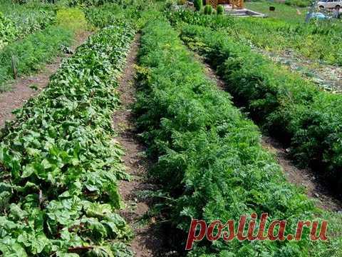 Узкие грядки по Митлайдеру своими руками (видео)