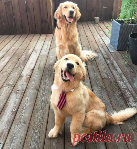 20 фото настолько милых золотистых ретриверов, что вам тут же захочется завести себе такое «золотце» Золотистый ретривер — одна из самых популярных пород собак в мире.
Эти милые и пушистые создания нравятся всем, но особенно они славятся своей добротой и преданностью, поэтому многие мечтают о такой собаке.
Но не все знают, что золотистый ретривер не только очень дружелюбный, но еще и невероятно красивый, пишет Bored Panda.
Как вы уже поняли, сегодня мы расскажем вам о 20 самых милых фото золот…