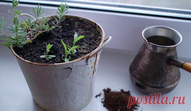 Дачные трюки от мастера на все руки 
Предметы, что нас окружают, можно применять самым неожиданным образом. Особенно на даче. Это и полезно, и забавно, и экологично.
Для рассады
Сеять рассаду в торфяные горшочки дорого, к тому же они пл…