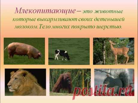 Презентация Млекопитающие, животные (1 класс) для урока окружающего мира