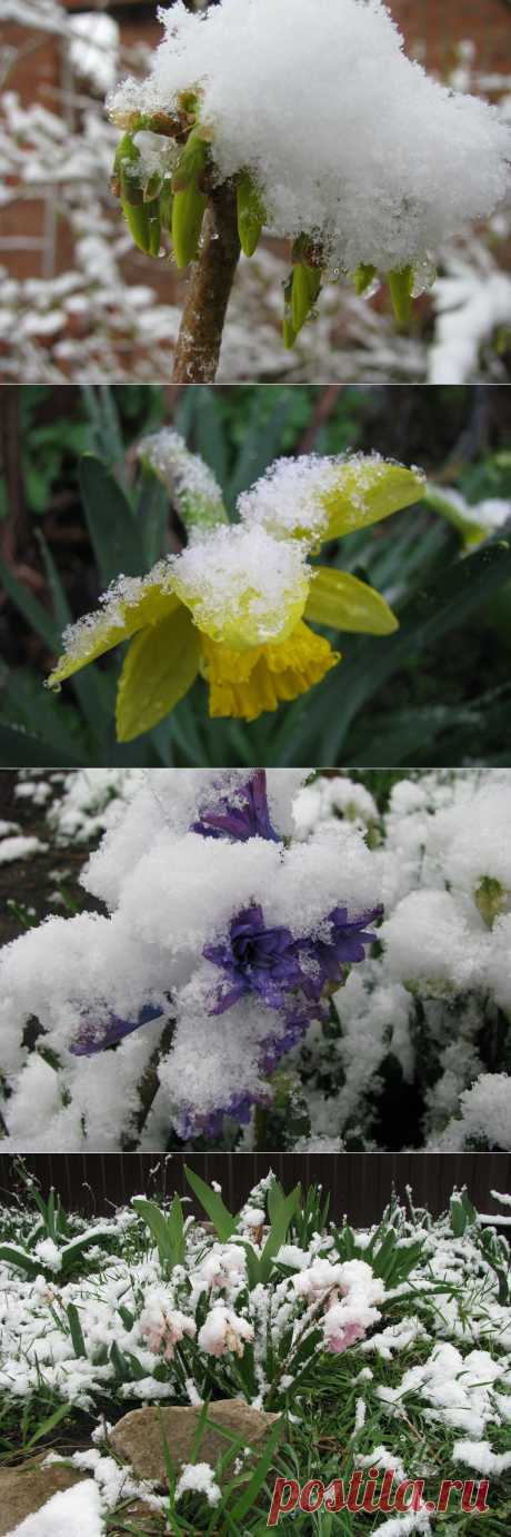 Цветы под снегом.Похоже, это становится традицией: в конце марта зима посылает свой прощальный привет. В прошлом году это случилось 27 марта, тогда прошел ледяной дождь.А в этом году сегодня, 29 марта, у нас была настоящая метель! А ведь утро было по-настоящему весенним: щебетали птицы, летали пчелы, солнышко пригревало (+7), цветы красовались на клумбах, раскрывая бутоны прямо на глазах.