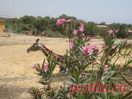 флора и фауна россии – Google Поиск