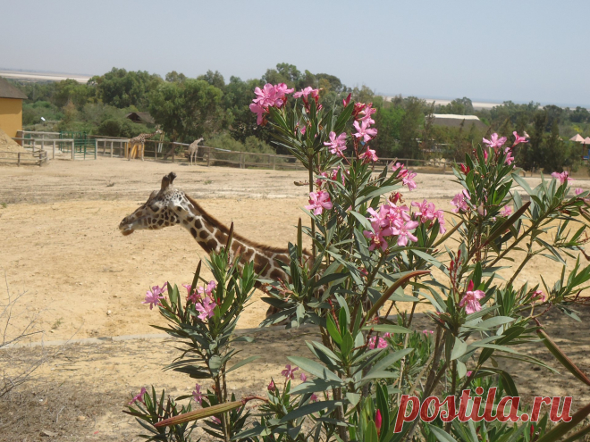 флора и фауна россии – Google Поиск