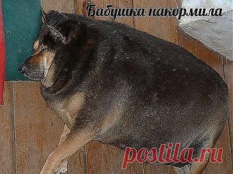 с деревни приехал песик