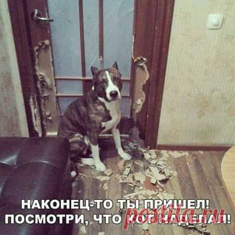 Здесь только кошатницы?