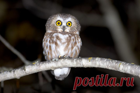 Northern Saw-whet Owl (Aegolius acadicus) - Picture 2 in Aegolius: acadicus