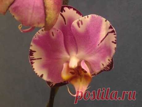 (9) Facebook