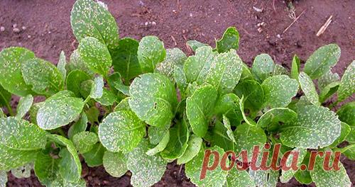 Как избавиться от крестоцветной блошки