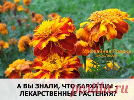 (48) Одноклассники