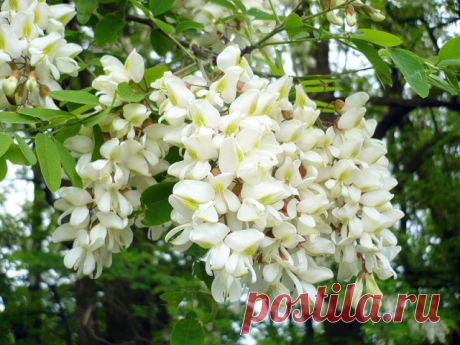 Полезные свойства белой акации 
Белая акация — хорошо известное многим листопадное дерево, произрастающее на территории Евразии и Северной Америки. Акация относится к семейству бобовых, имеет непарноперистые очередные листья с прил…