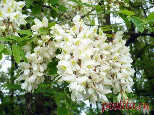 Полезные свойства белой акации 
Белая акация — хорошо известное многим листопадное дерево, произрастающее на территории Евразии и Северной Америки. Акация относится к семейству бобовых, имеет непарноперистые очередные листья с прил…