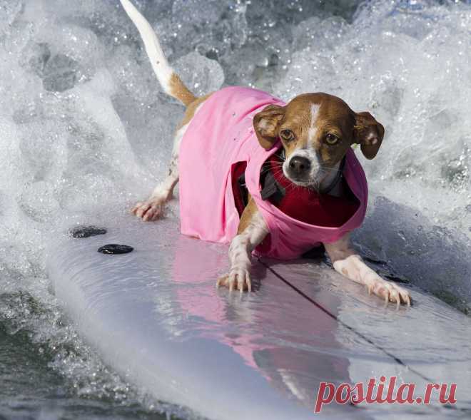 Собачий сёрфинг. Соревнования Surf Dog Surf-A-thon 2014