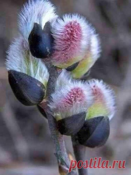 (454) Pinterest