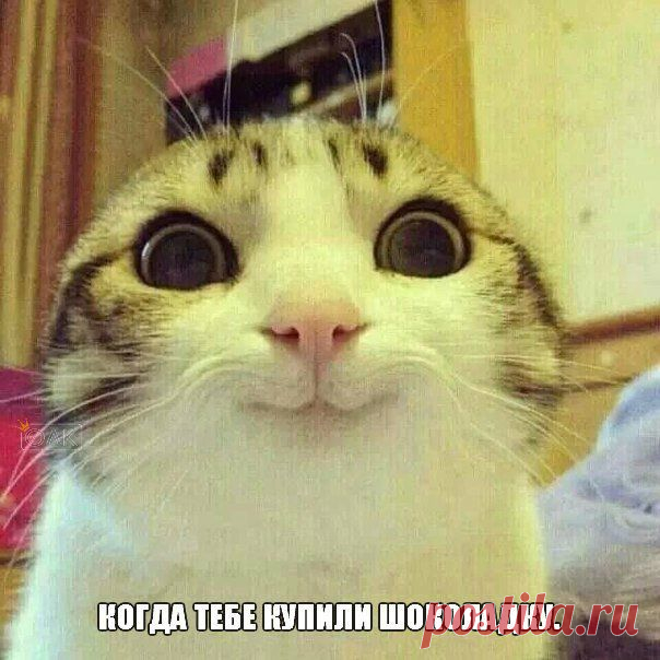 шоколадка мур,мур,мур )))