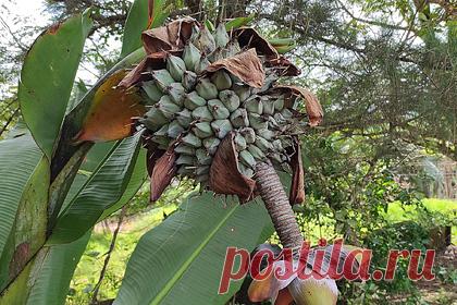 Назван продукт для спасения в условиях глобальной катастрофы. Бананоподобное растение Энсета, которая распространена в Эфиопии, может спасти человечество в условиях глобальной катастрофы. К таким выводам пришли британские и эфиопские ученые. По данным исследований, во время изменения климата Энсета, которую называют «ложным бананом», может накормить более 100 миллионов человек.