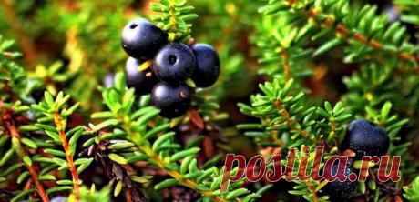 Шикша – полезные свойства и противопоказания
Шикша ‒ вечнозеленый кустарник, относящийся к вересковым, с зелеными листьями игольчатой формы и кисловатыми ягодами черно-серого цвета. Высота взрослого растения ‒ 25-30 см. Период цветения ‒ апре…