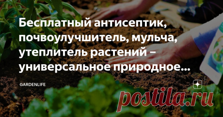 Бесплатный антисептик, почвоулучшитель, мульча, утеплитель растений – универсальное природное средство С приходом второй половины осени перед каждым садоводом встает вопрос, как укрыть растения на зиму, защитить их от морозов и одновременно от проблем, связанных с болезнями и вредителями. А ведь природа все давно уже сама создала и без вмешательства человека. Для укрытия садовых растений на зиму и мульчирования почвы, создания «ленивых» грядок и рыхлой питательной почвы ид...
