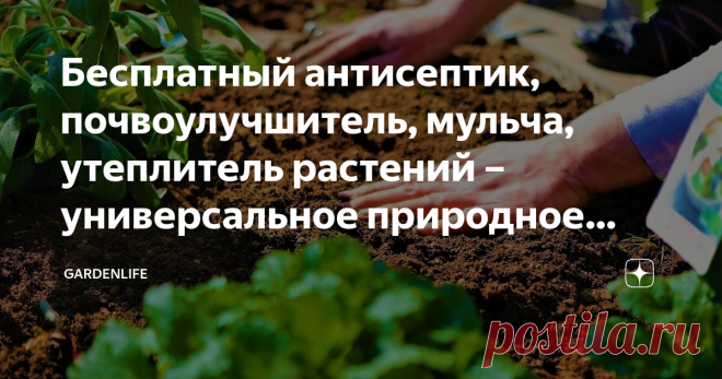Бесплатный антисептик, почвоулучшитель, мульча, утеплитель растений – универсальное природное средство С приходом второй половины осени перед каждым садоводом встает вопрос, как укрыть растения на зиму, защитить их от морозов и одновременно от проблем, связанных с болезнями и вредителями. А ведь природа все давно уже сама создала и без вмешательства человека. Для укрытия садовых растений на зиму и мульчирования почвы, создания «ленивых» грядок и рыхлой питательной почвы ид...