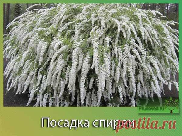 Украшаем участок с помощью спиреи. Просто и увлекательно | Все о цветоводстве | Яндекс Дзен