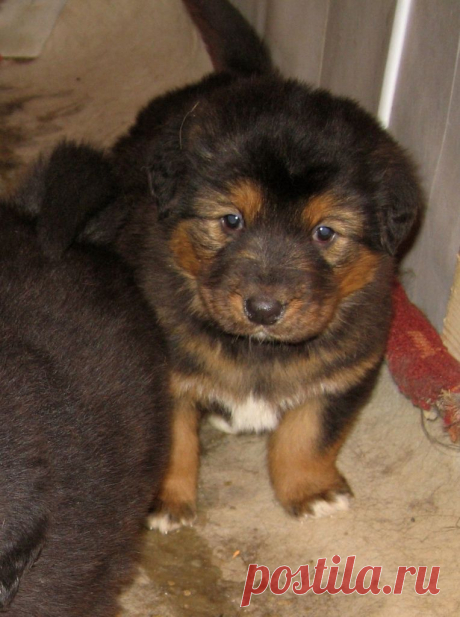 Далитэшкины  щеночки.