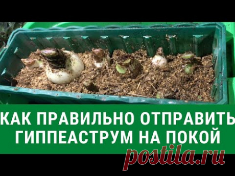 Как правильно отправить гиппеаструм на покой