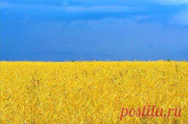 (65) Твиттер