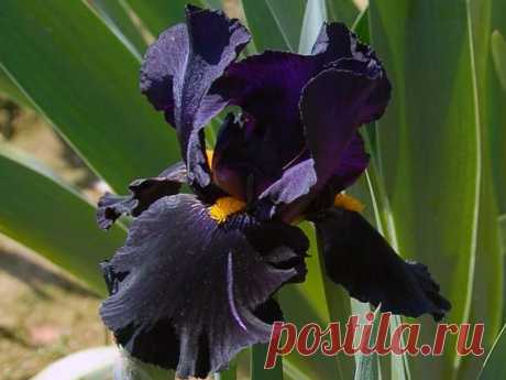 32_393_iris2_2germanskiy1.jpg (800×600)