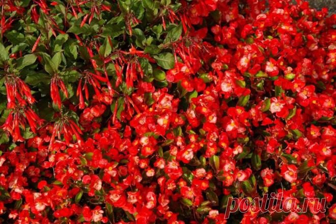 Бегония вечноцветущая: краткое описание ~ Planetalsad