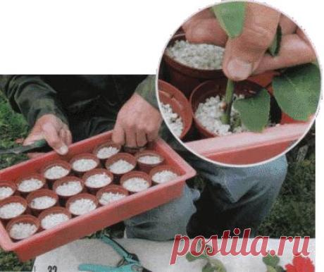 ЧЕРЕНКОВАНИЕ РОЗ