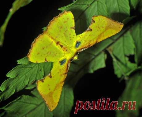 тропическая пяденица (Geometridae)