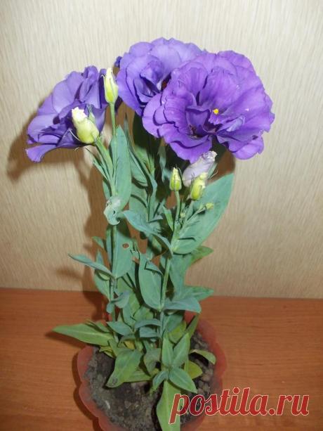 Посев эустомы семенами - личный опыт участницы клуба любителей дачи