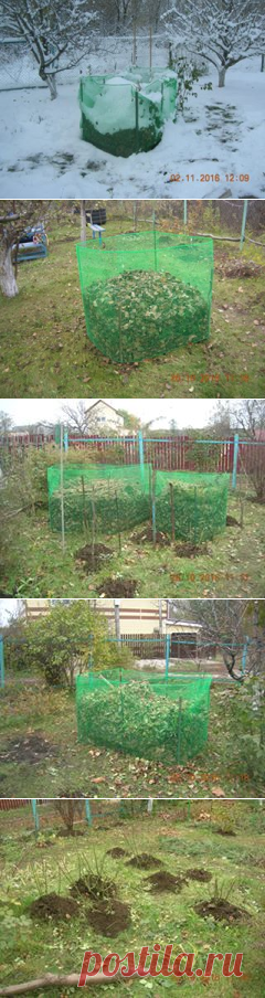 Так я укрываю свои розы на зиму.