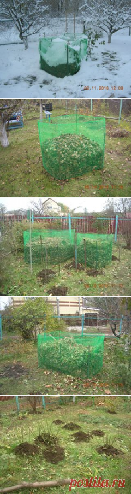 Так я укрываю свои розы на зиму.