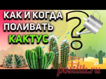 Как поливать кактус? Когда поливать кактус? Уход за кактусом.