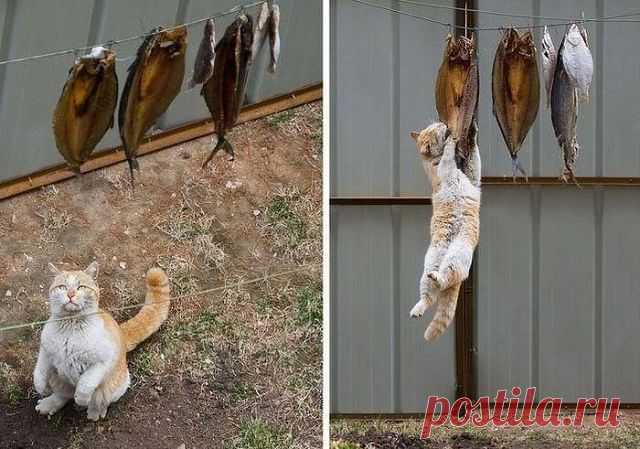 ОШИБАШСЯ ХОЗЯИН...КТО ЗАХОЧЕТ ТОТ ДОСТАНЕТ !!!