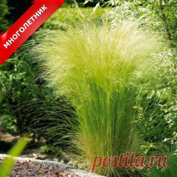 Ковыль (фото растения) - советы, секреты, рекомендации