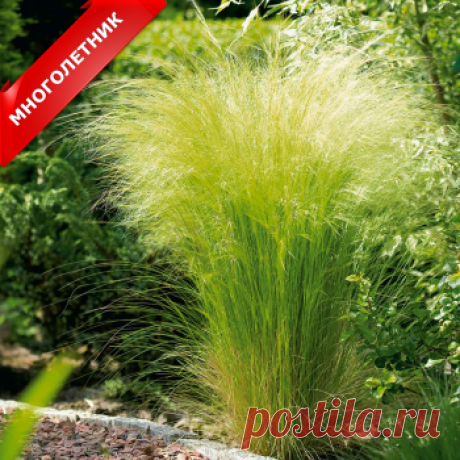 Ковыль (фото растения) - советы, секреты, рекомендации