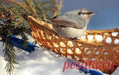Тараторка — «Кто ел из моей миски...» на Яндекс.Фотках