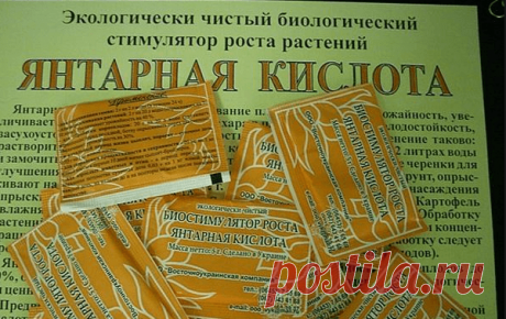 Чем полезна янтарная кислота для комнатных растений
