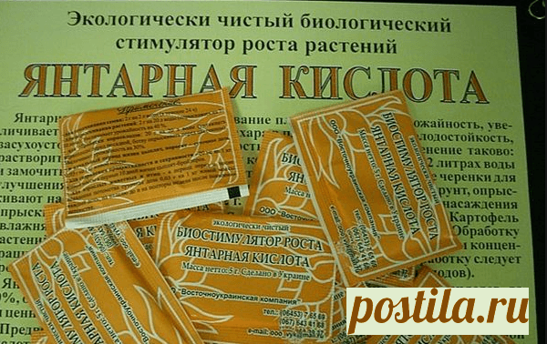 Чем полезна янтарная кислота для комнатных растений