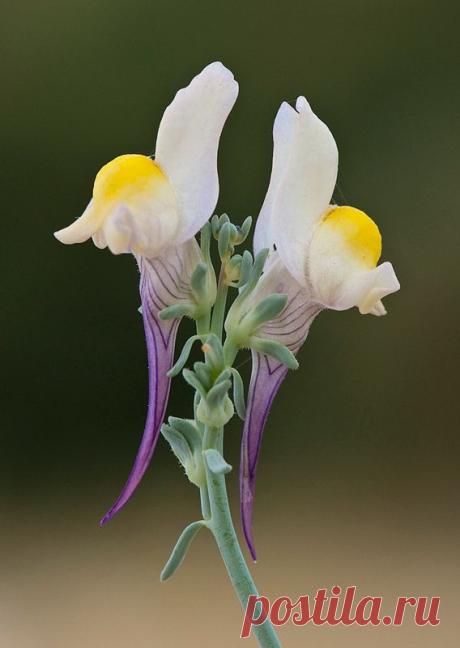 Linaria polygalifolia