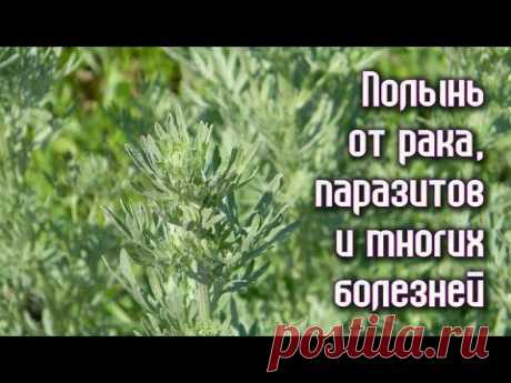 Ученые обнаружили: эта трава уничтожает раковые клетки всего за 24 часа! Вот как её правильно употреблять! | WebVinegret