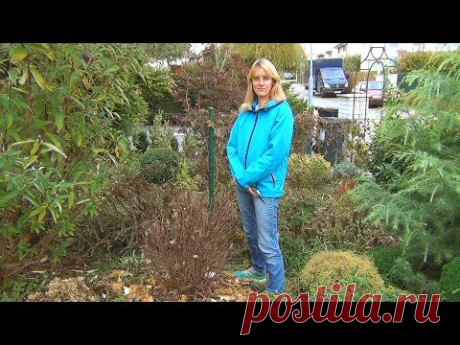 Обрезка жимолости — Яндекс.Видео