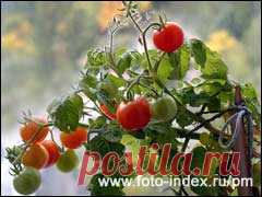 Выращивание томатов на балконе и подоконнике