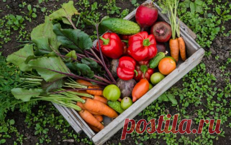 Вторая волна: как продлить сезон и снять еще один урожай — Дачный участок