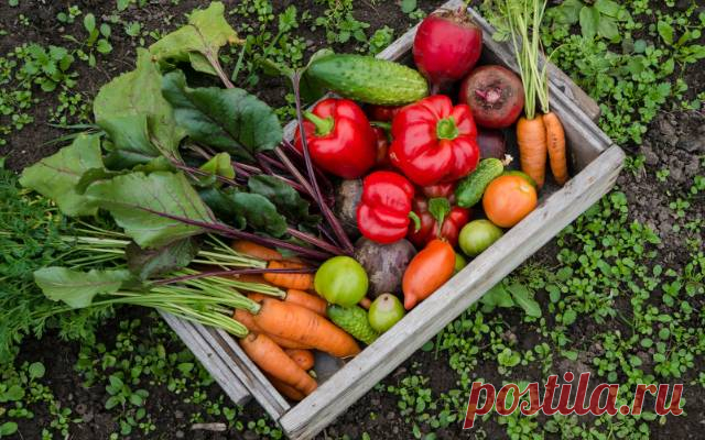 Вторая волна: как продлить сезон и снять еще один урожай — Дачный участок