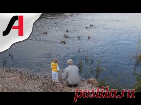 Дети кормят птиц на набережной. Чем кормить уток на речке? Внучка с дедушкой на набережной кормят уточек.