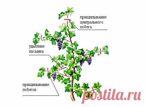 Уход за виноградом на Supersadovnik.ru