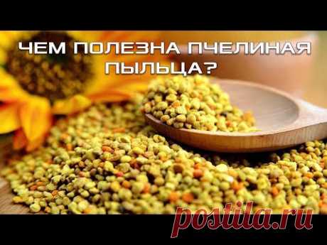 ЧЕМ ПОЛЕЗНА ПЧЕЛИНАЯ ПЫЛЬЦА? ЗАЧЕМ СПОРТСМЕНАМ И ПОЖИЛЫМ ЛЮДЯМ ПЧЕЛИНАЯ ПЫЛЬЦА? СЕКРЕТЫ ДОЛГОЛЕТИЯ