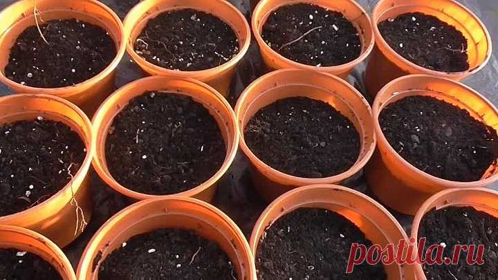 ЧТО ДОБАВИТЬ В ГРУНТ ДЛЯ ШИКАРНОЙ РАССАДЫ